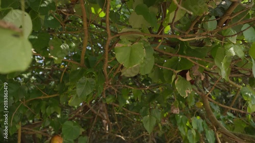 Macaca sinica, toque macaque or rilawa, endemic to Sri Lanka. Small monkey eats a banana that tourists gave him