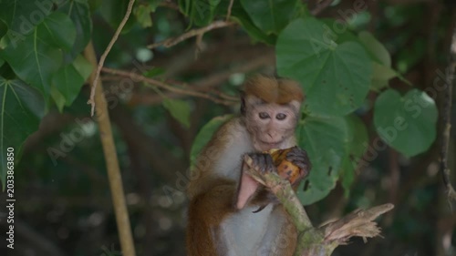 Macaca sinica, toque macaque or rilawa, endemic to Sri Lanka. Small monkey eats a banana that tourists gave him