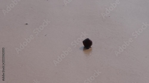Barringtonia asiatica, known variously as fish poison tree, putat and beach Barringtonia on the sea sand in the waves