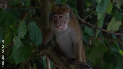 Macaca sinica, toque macaque or rilawa, endemic to Sri Lanka. Small monkey eats a banana that tourists gave him