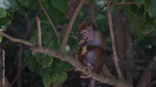 Macaca sinica, toque macaque or rilawa, endemic to Sri Lanka. Small monkey eats a banana that tourists gave him