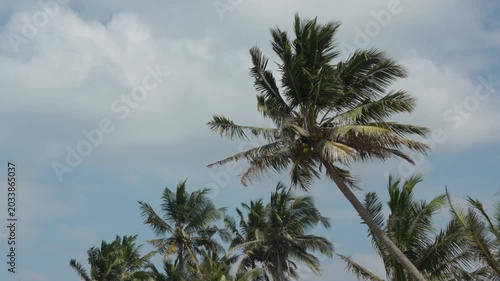 Palm tree silhouettes against the blue sky symbolizing islands, vacation, travel, tropical serenity, summer breeze and natural scenery