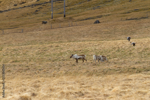 Bilde på lerret Rennes et Oies Islande