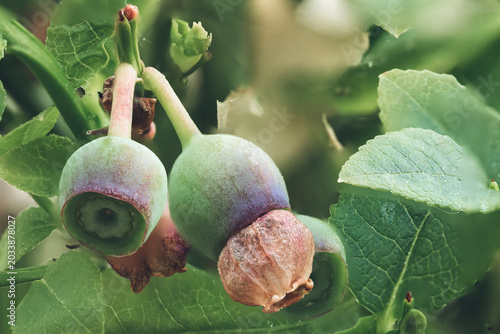 Blueberries bush
