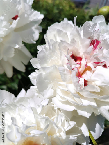 Blooming White Peonies Close Up with Soft Pink and Red Details