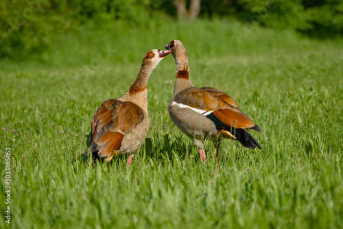 Foto Pair of Egyptian geese interacting in grassy meadow