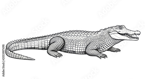 Detailed Illustration of an Alligator in Black and White Line Art