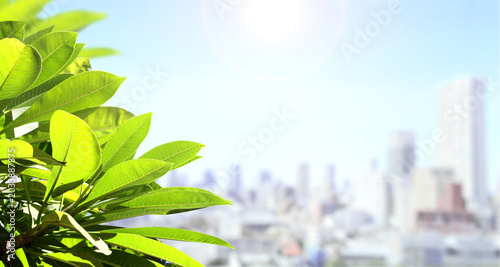 Quadro su tela Modern environmentally friendly city and green leaves