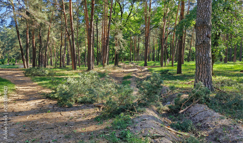 Obraz na płótnie Broken trees in park after air attack, Kyiv, Ukraine