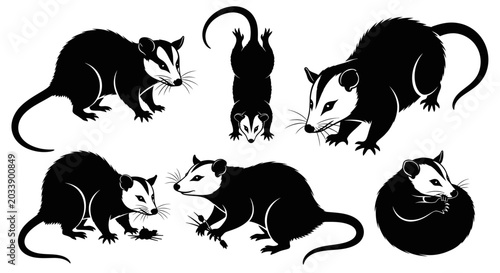 Bild auf Leinwand Opossum Silhouette Collection: Various Poses of American Marsupial