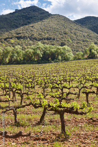 Traditional Priorat vineyards. Viticulture in Tarragona, Catalunya, Spanish agriculture. Spain