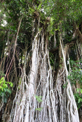 A low angle view of massive interwoven aerial roots and trunk of an ancient banyan tree in a tropical rainforest.