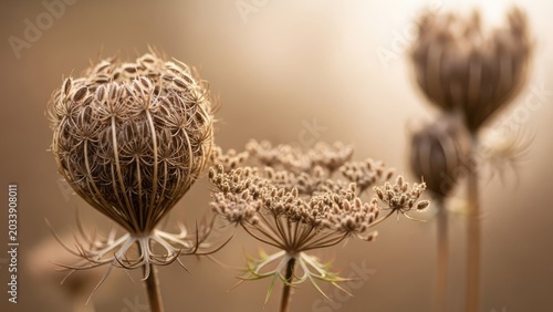 Close up of dried wild carrot seed heads.