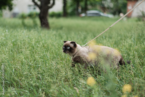 Canvas Print Siamese cat on leash walking in green grass.