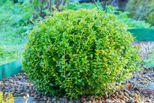 Boxwood is an evergreen, slow-growing shrub known for its dense, easily shaped crown with glossy green foliage.
