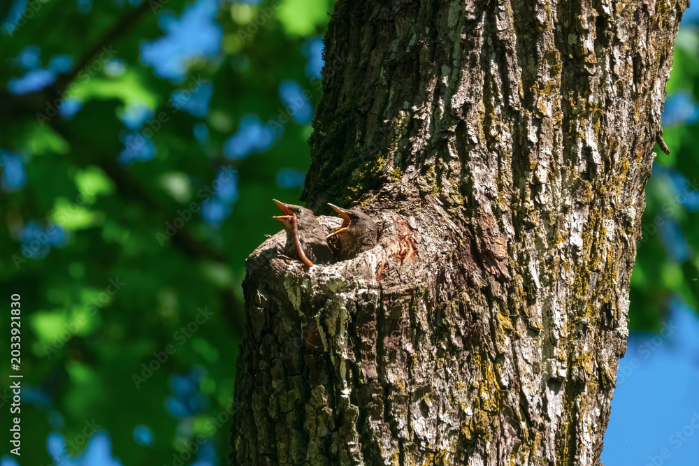 Obraz premium a small bird's nest high up in a tree, starlings' chicks sit and peck at a large worm