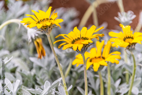 Foto Gazania rigens pertenece a la familia Asteraceae.
