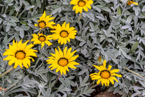 Tableau sur toile Gazania rigens pertenece a la familia Asteraceae.
