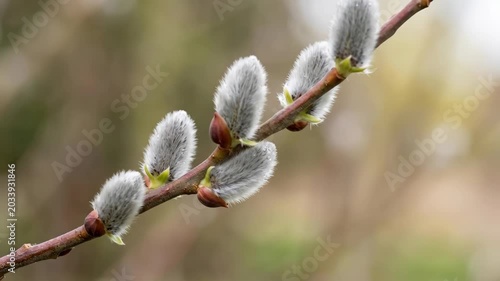 Close-up of pussy willow buds on a plant stem, delicate spring botanical detail with soft texture and premium floral appeal for seasonal searches, natural light, realistic textures, atmospheric depth,