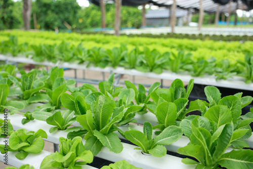 Hydroponic farm agriculture showing green lettuce vegetable fresh water grow system creating vibrant healthy atmosphere in modern greenhouse producing sustainable organic food crop yield