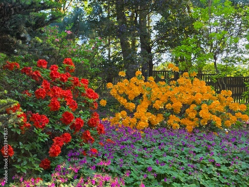 Rhododendron flowers in bloom in May