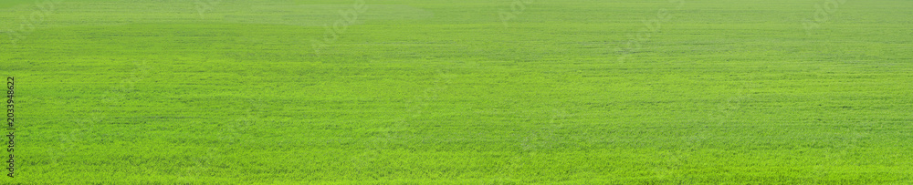 Obraz premium Wide nature green grass background of a summer meadow.