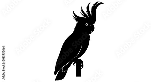 Black crow bird perched on a branch silhouette.