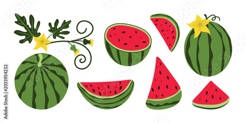 Photos Hand-drawn watermelon with leaves and flowers in a modern style