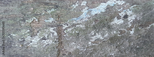 Tableau sur toile Weathered Wooden Texture With Organic Lichen And Moss Growth Rustic Macro Surfac