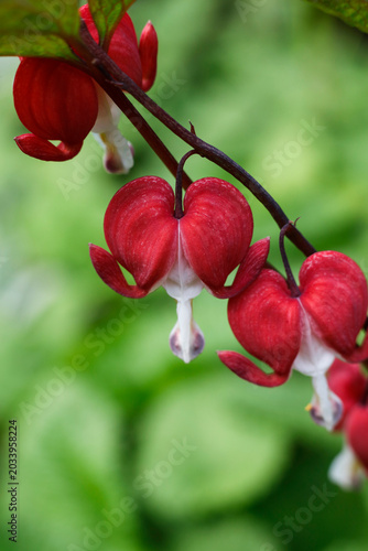 Lamprocapnos spectabilis, commonly known as bleeding heart or Asian bleeding heart