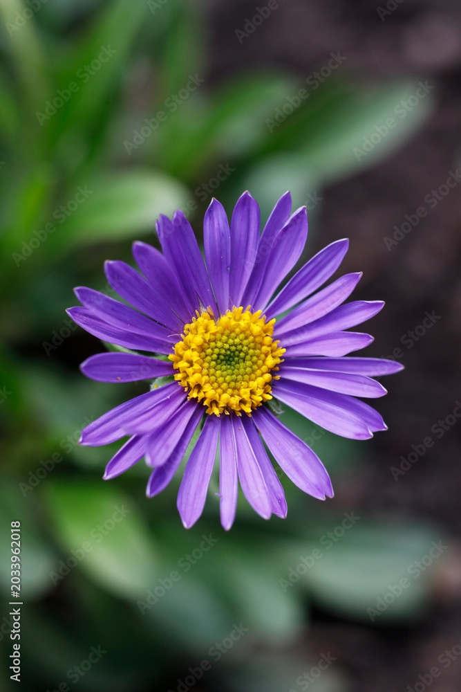 Obraz premium Macro photograph of a vibrant purple alpine aster flower with a bright yellow central disc and delicate violet petals blooming in a garden
