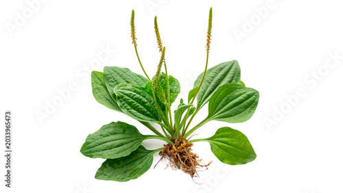 Cuadro en lienzo Green leaves broadleaf plantain plantago major wild medicinal herb isolated on t