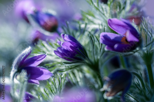 Foto Blooming plant Pulsatilla Vulgaris