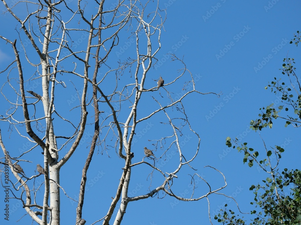 Obraz premium Mourning Doves Perched on Bare Tree Branches Against Blue Sky