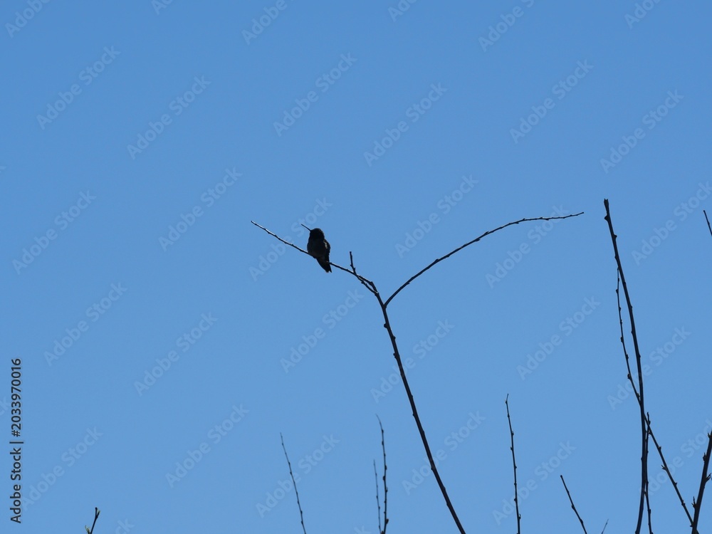 Fototapeta premium Silhouette of a Hummingbird Perched on Bare Branch Against Blue Sky