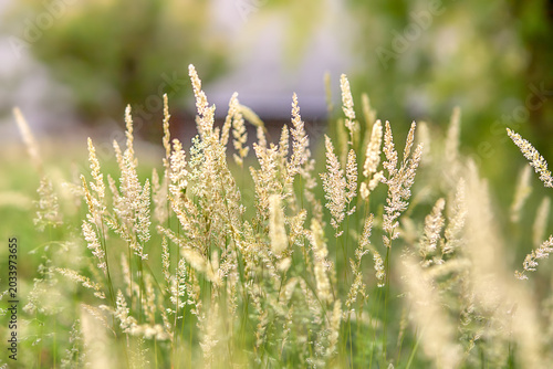 Billede på lærred Tall grass swaying gently in a sunlit meadow during summer season