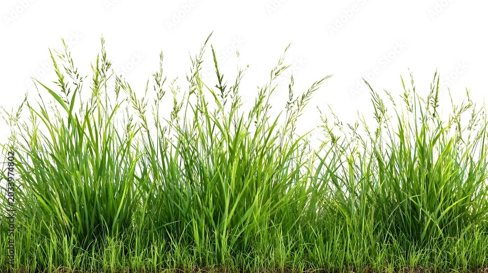 Obraz premium grass isolated on white background/Dense green wild grass border isolated on white background with sharp natural detail. Stock Illustration