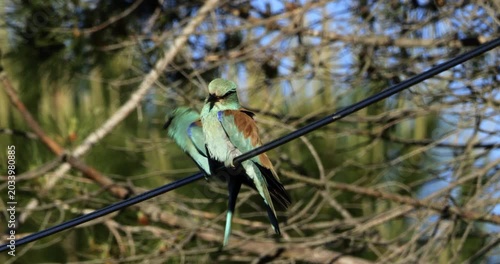 Couple of European rollers (Coracias garrulus) perched on a cable, the Camargue, Southern France.