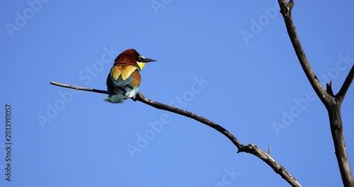 European bee eater (Merops apiaster), perched against the blue sky, The Camargue, Southern France.