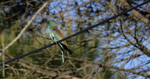 Couple of European rollers (Coracias garrulus) perched on a cable, the Camargue, Southern France.
