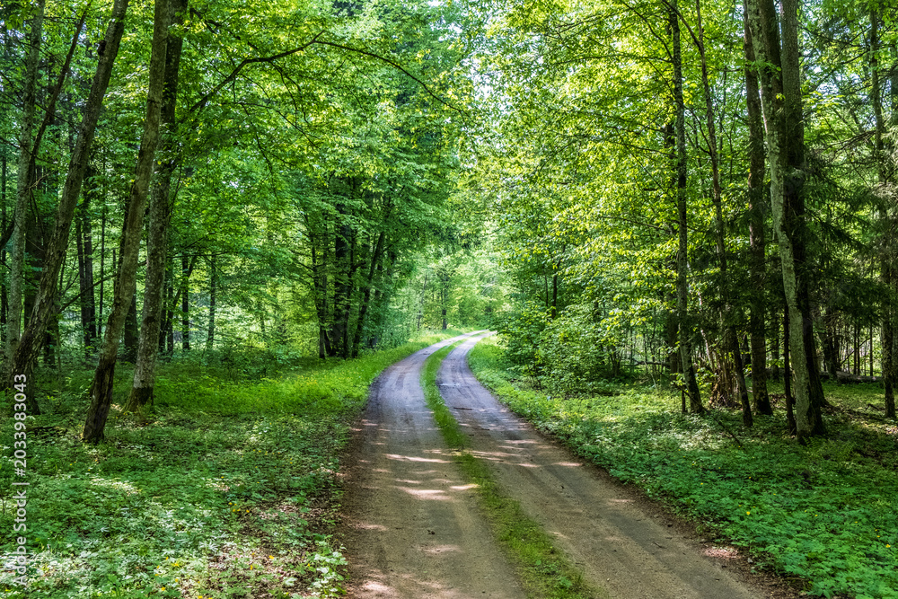 Fototapeta premium Winding dirt road through sunlit green summer forest in Bialowieza Forest, Poland