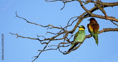 European bee eater (Merops apiaster), perched against the blue sky, The Camargue, Southern France.