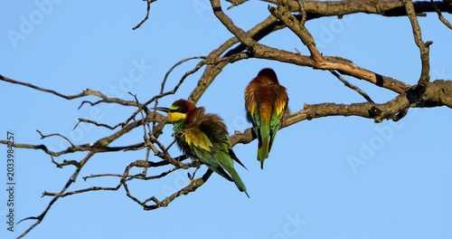 European bee eater (Merops apiaster), perched against the blue sky, The Camargue, Southern France.