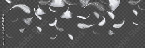 Schilderij op canvas Elegant light feather falling, soft floating pinion background
