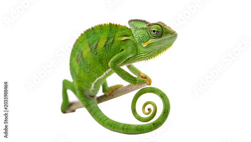 Tableau sur toile Small vibrant green chameleon lizard animal perched on branch isolated on transp