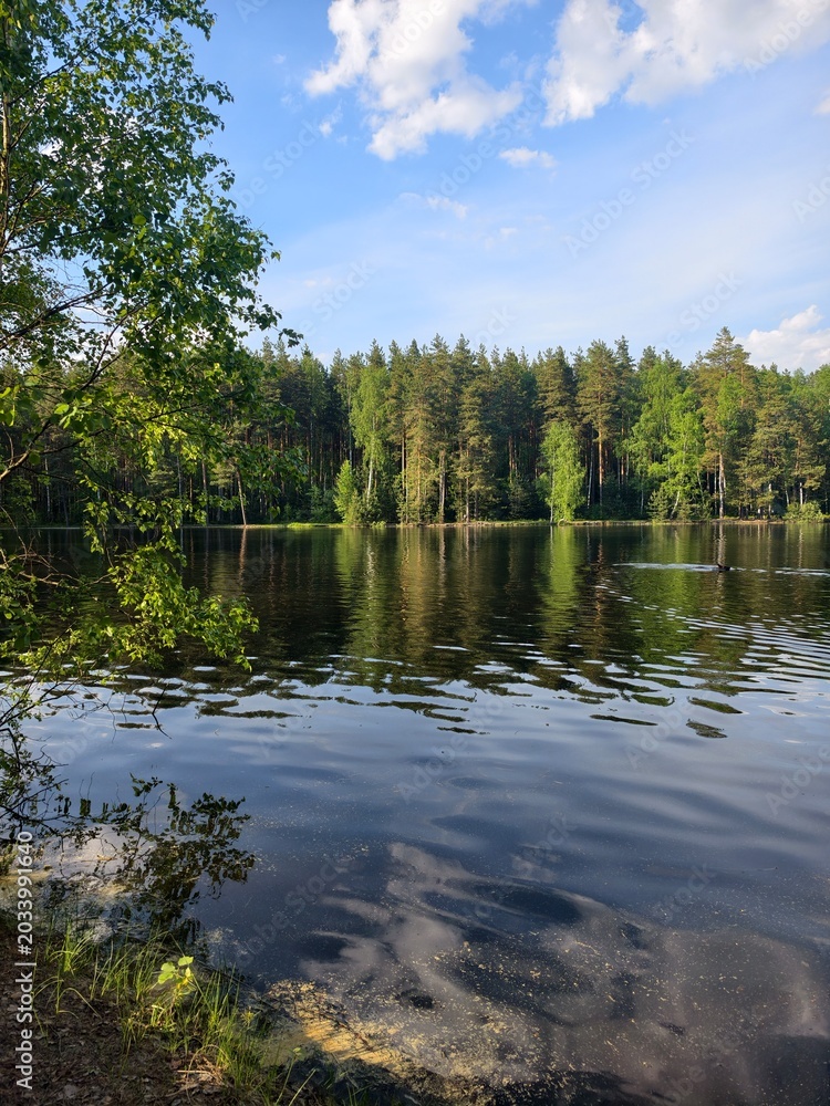 Obraz premium lake in the forest