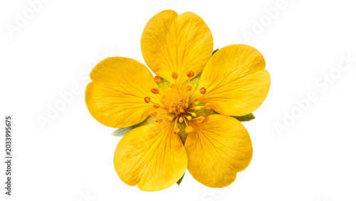 Canvastavla Vibrant single yellow wild buttercup flower head petals isolated on transparent