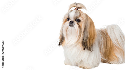 Schilderij op canvas Cute small shih tzu puppy dog sitting looking forward isolated on transparent ba