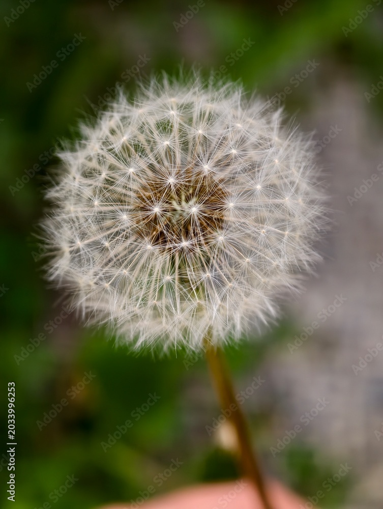 Fototapeta premium dandelion seed head