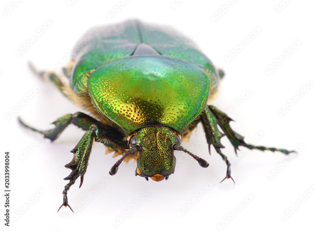Fototapeta premium Green Rose Chaffer Beetle Isolated on White Background